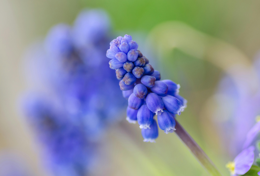 Blue hyacinth in a field close up