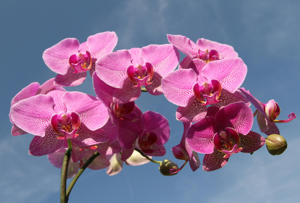  pink orchid against the sky
